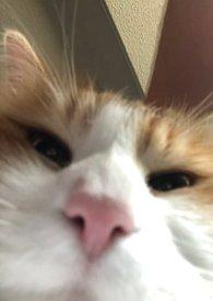 人浪中想真心告白歌词